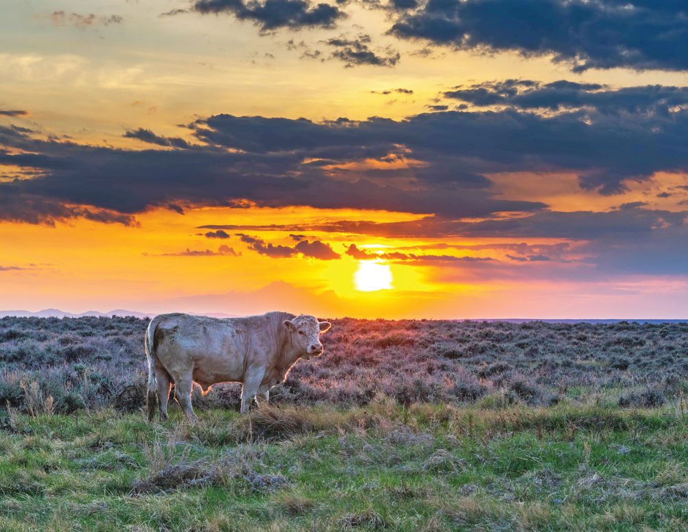 how-now-beef-cow-the-glasgow-courier